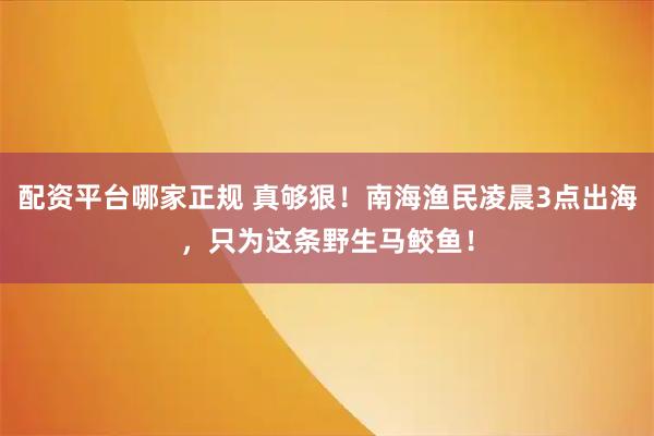 配资平台哪家正规 真够狠！南海渔民凌晨3点出海，只为这条野生马鲛鱼！